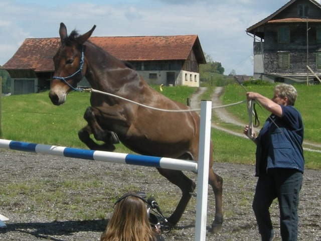 Bidana beim coon jumping