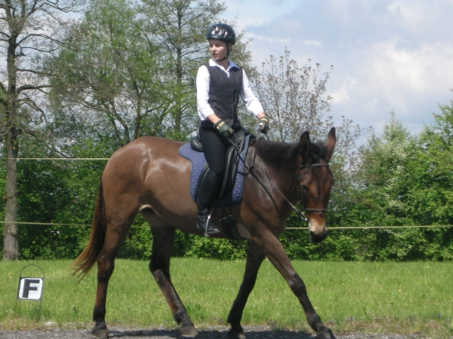 Bidana in klassischer Reitweise