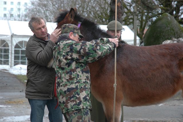 Ankauf Pferde und Maultiere durch die Armee